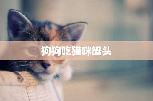 狗狗吃貓咪罐頭