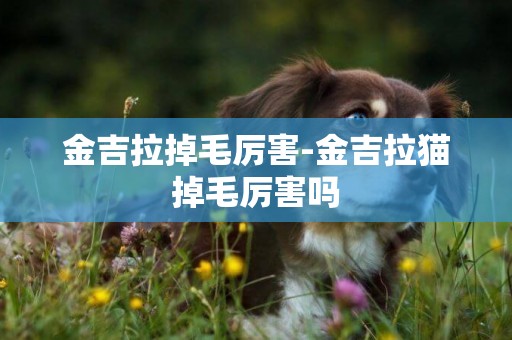 金吉拉掉毛厲害-金吉拉貓掉毛厲害嗎