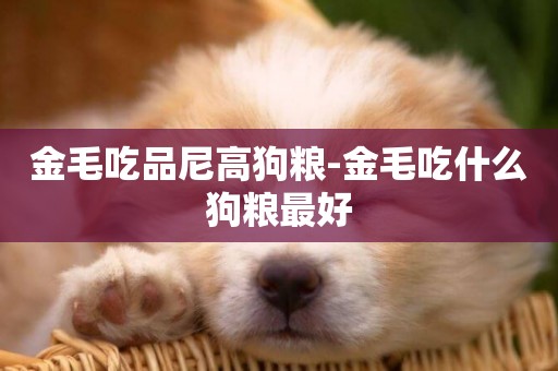 金毛吃品尼高狗糧-金毛吃什么狗糧最好