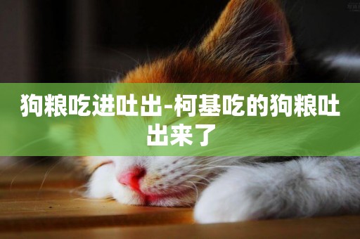 狗糧吃進吐出-柯基吃的狗糧吐出來了