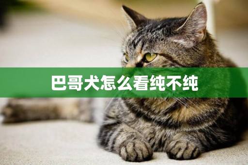 巴哥犬怎么看純不純