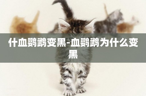 什血鸚鵡變黑-血鸚鵡為什么變黑