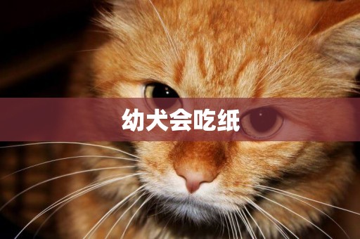 幼犬會吃紙