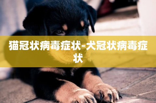 貓冠狀病毒癥狀-犬冠狀病毒癥狀