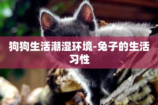 狗狗生活潮濕環境-兔子的生活習性