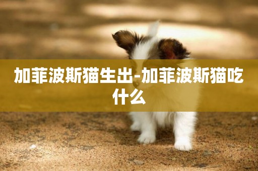 加菲波斯貓生出-加菲波斯貓吃什么