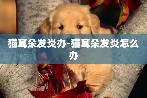 貓耳朵發炎辦-貓耳朵發炎怎么辦