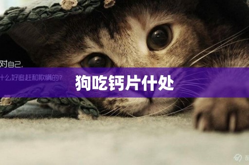 狗吃鈣片什處