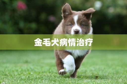 金毛犬病情治療