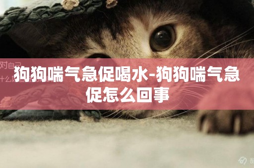 狗狗喘氣急促喝水-狗狗喘氣急促怎么回事