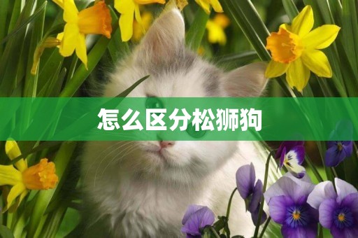 怎么區分松獅狗
