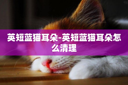 英短藍貓耳朵-英短藍貓耳朵怎么清理