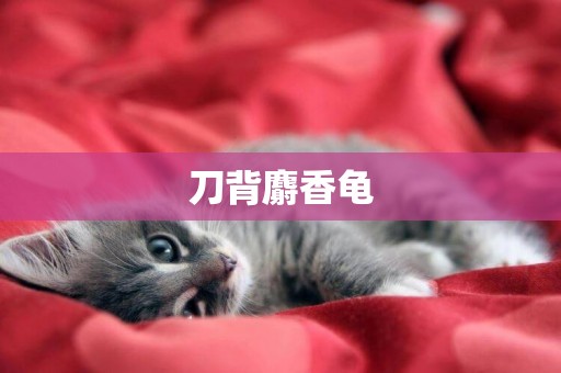 刀背麝香龜