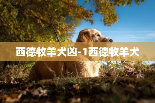 西德牧羊犬兇-1西德牧羊犬