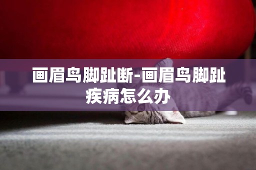 畫眉鳥腳趾斷-畫眉鳥腳趾疾病怎么辦