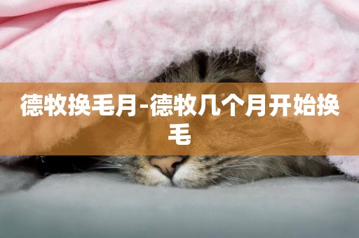 德牧換毛月-德牧幾個月開始換毛