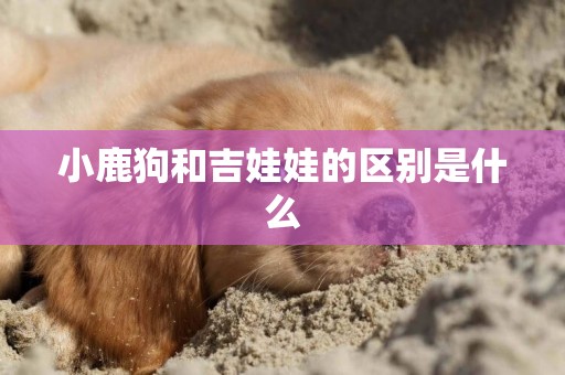 小鹿狗和吉娃娃的區別是什么