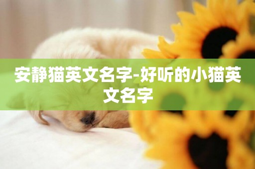 安靜貓英文名字-好聽的小貓英文名字