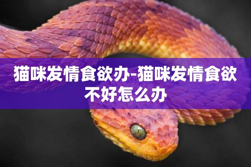 貓咪發情食欲辦-貓咪發情食欲不好怎么辦