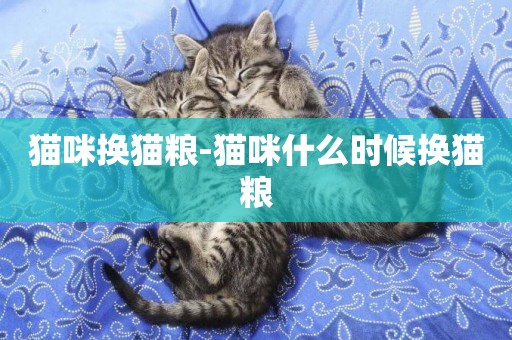 貓咪換貓糧-貓咪什么時候換貓糧