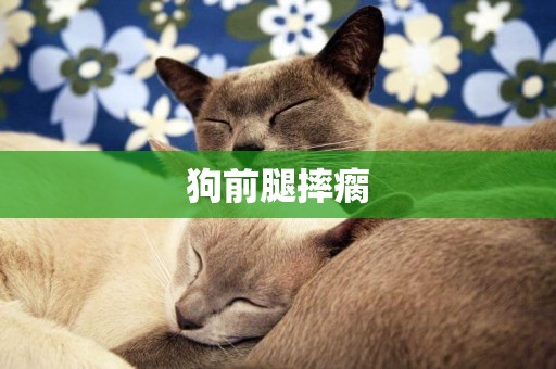 狗前腿摔瘸