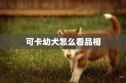 可卡幼犬怎么看品相