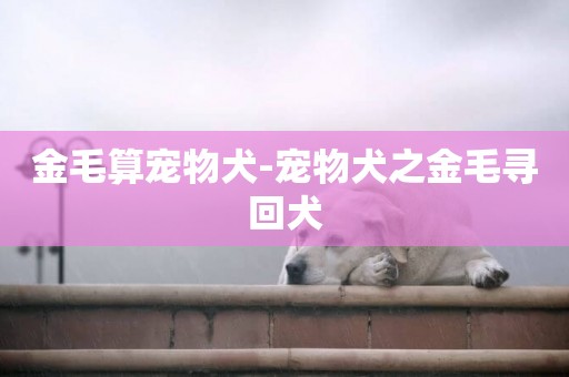 金毛算寵物犬-寵物犬之金毛尋回犬