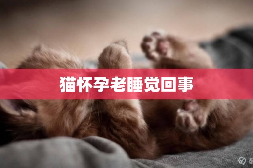 貓懷孕老睡覺回事