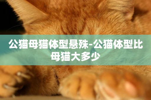 公貓母貓體型懸殊-公貓體型比母貓大多少