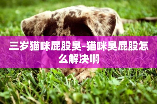 三歲貓咪屁股臭-貓咪臭屁股怎么解決啊