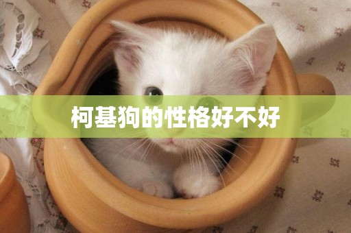柯基狗的性格好不好