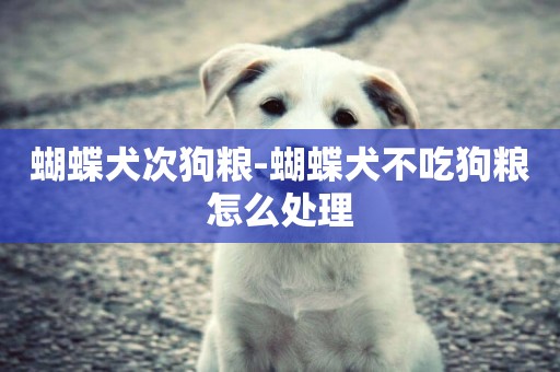 蝴蝶犬次狗糧-蝴蝶犬不吃狗糧怎么處理