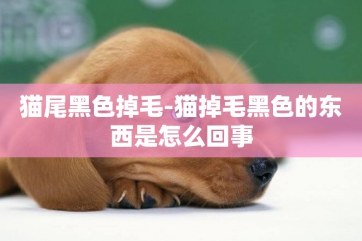 貓尾黑色掉毛-貓掉毛黑色的東西是怎么回事