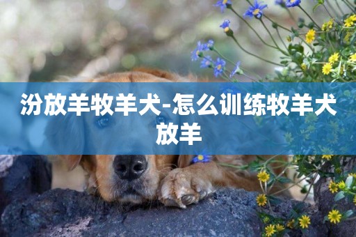 汾放羊牧羊犬-怎么訓練牧羊犬放羊