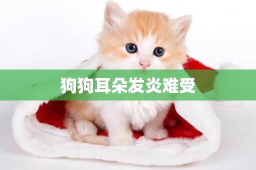 狗狗耳朵發炎難受