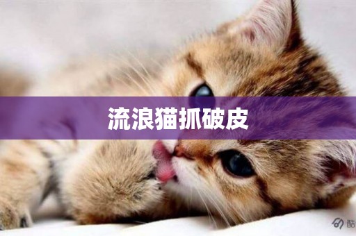 流浪貓抓破皮
