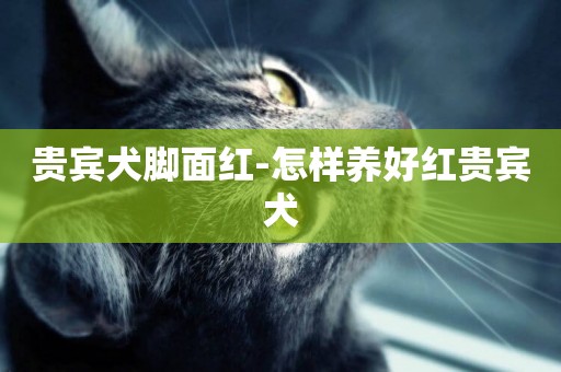 貴賓犬腳面紅-怎樣養好紅貴賓犬