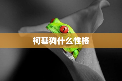 柯基狗什么性格