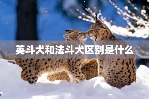 英斗犬和法斗犬區別是什么