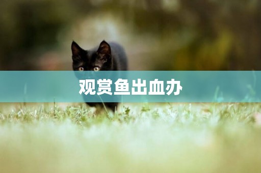 觀賞魚出血辦