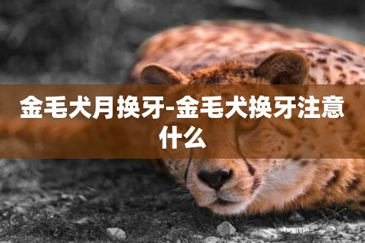 金毛犬月換牙-金毛犬換牙注意什么