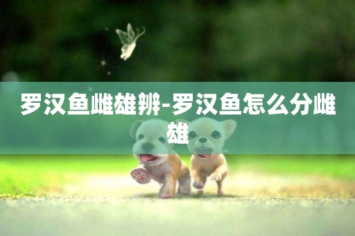 羅漢魚雌雄辨-羅漢魚怎么分雌雄