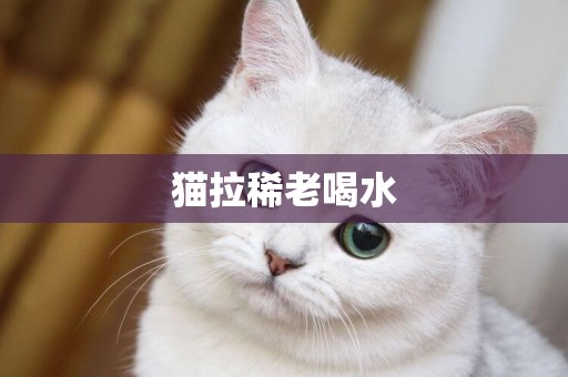 貓拉稀老喝水