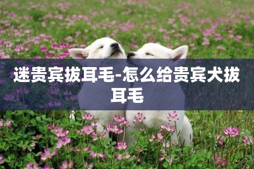 迷貴賓拔耳毛-怎么給貴賓犬拔耳毛