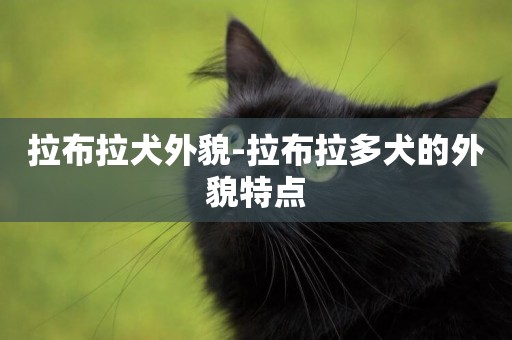 拉布拉犬外貌-拉布拉多犬的外貌特點