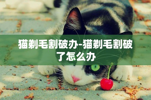 貓剃毛割破辦-貓剃毛割破了怎么辦