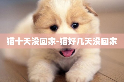 貓十天沒回家-貓好幾天沒回家