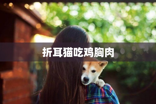 折耳貓吃雞胸肉