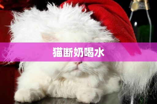 貓斷奶喝水