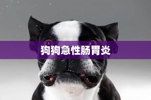 狗狗急性腸胃炎